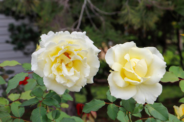 open yellow roses in the garden with copy space for yout own text