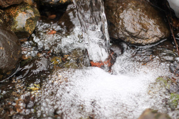 Fototapeta premium fast stream in the Park. open water, rocks and foam.
