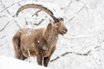 Alpine ibex coverfde by snow at the edge of the forest (Capra ibex)