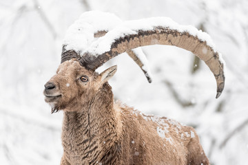 Winter in the Alps, Ibex covered by snow (Capra ibex)