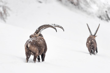 Ibexes cross the Alps mountains under snowfall (Capra ibex)