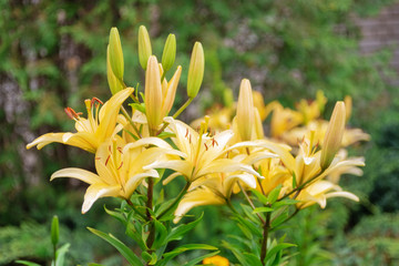 Yellow lily in the garden. Flora, plant.