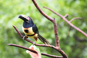 Collared Aracari perched on a branch with fruit