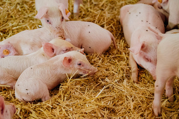 Young Piglets at Livestock Farm