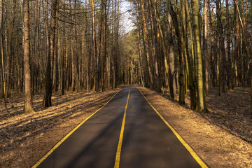 road with a yellow dividing strip in a spring park on a sunny day