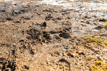 spring mud with traces of children's feet
