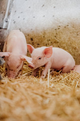 Young Piglets at Livestock Farm