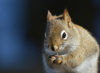 American Red Squirrel