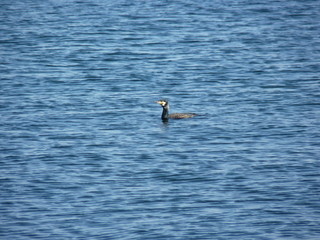 Great cormorant Phalacrocorax carbo swimming while catching fish in Baltic sea