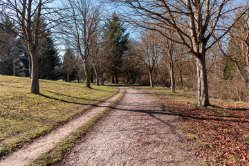 Road in the forest with trees and their fallen leaves