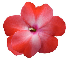 watercolor violets flower  red. Flower isolated on a white background. No shadows with clipping path. Close-up. Nature.