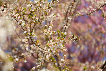 beautiful view of flowering cherries - Agriculture