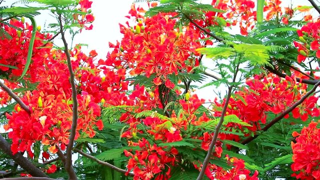 Royal Poinciana, Flame Tree in the park moving by wind in the summer season