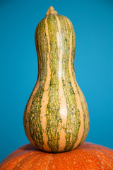 Close up of a squash and a pumpkin in blue neutral background.