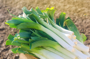 Freshly picked leek in box. Harvest. Harvesting. Agriculture and farming. Agribusiness. Agro...