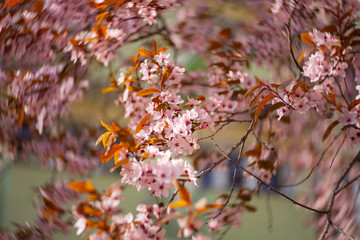 beautiful view of flowering cherries - Agriculture