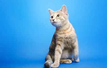 Gray tabby cat on a blue background looks up. Animal portrait. Pet. Sitting posing. Beautiful funny...