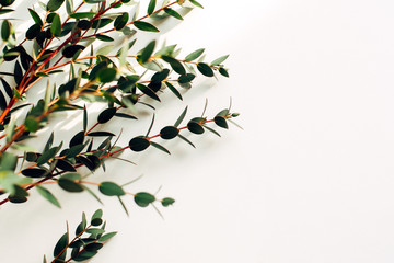 Eucalyptus branch on a white background, free space