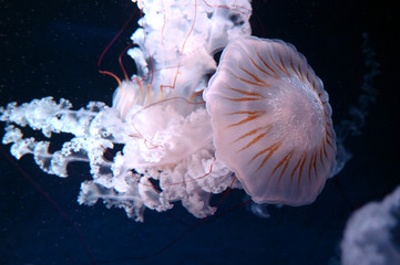 美しい触手をたなびかせて泳ぐクラゲ　クリサオラ・プロカミア