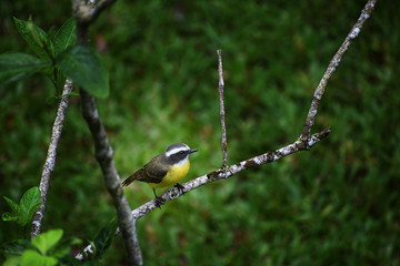 Bananaquit perched on a branch