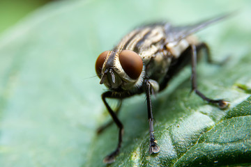 Close up of the Diptera on green leaf in the forest with blurred green background. House Fly or Musca domesticastand on the leaves.