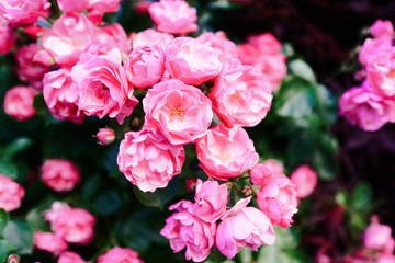 Chinese pink roses tree blooming in dark green background