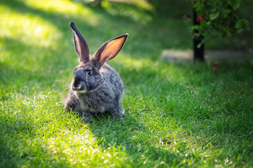 Cute adorable grey fluffy rabbit sitting on green grass lawn at backyard. Small sweet bunny sitting at meadow in green garden on bright sunny morning. Easter nature and animal bokeh background