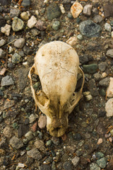 skull of a dog on the center of ground
