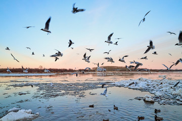 Many gulls flying over ice floes in the ice drift on the river in the evening at sunset