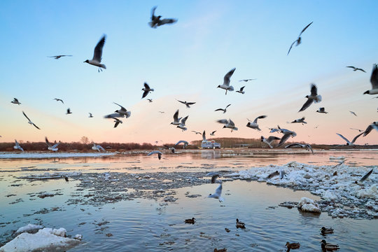 Many gulls flying over ice floes in the ice drift on the river in the evening at sunset © keleny