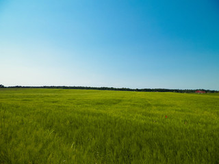 Green field in Kashubian village.
