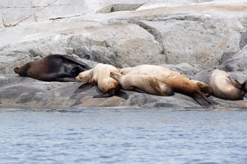A group of golden brown sea lions sunning themselves on rocks by the water in Tofino, Canada