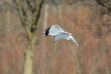 RInged Billed Seagull hovers along water's edge