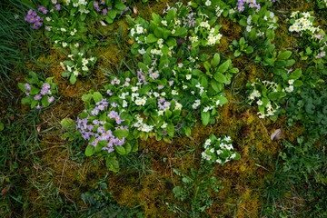 Fleurs au printemps