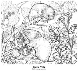 Bank Vole. Clethrionomys glareolus. Common throughout mainland Britain but absent from most of Ireland. Usually found in hedgerows and places with dense cover.