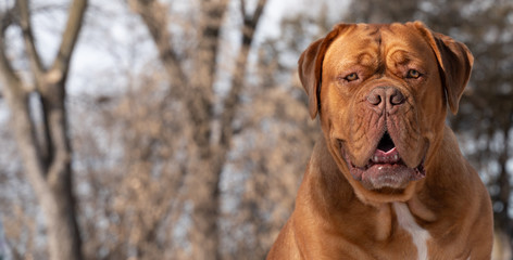 That's Mr. Dog to you!