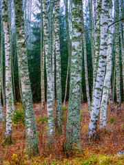 Obraz premium birch tree trunks