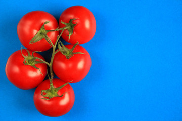 Top view of  tomatoes branch on blue background