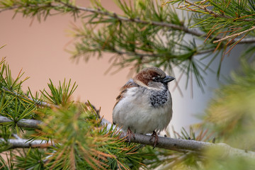 House Sparrow (Passer domesticus ) in natural background