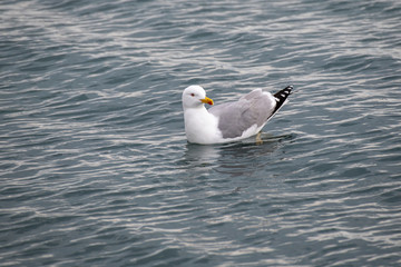 Detailed portrait of   Yellow-legged gull (larus michahellis)
