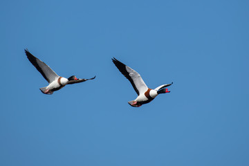 Common Shelduck (Tadorna tadorna) male and female in flight