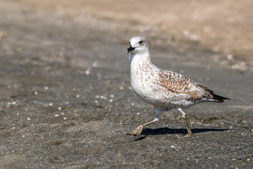 Detailed portrait of   Yellow-legged gull (larus michahellis)