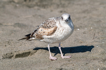 Detailed portrait of   Yellow-legged gull (larus michahellis)
