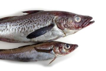 Alaska pollock