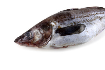 Alaska pollock