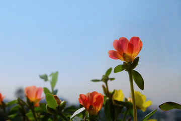 Picture of beautiful Flower Portulaca oleracea with blue sky background.
