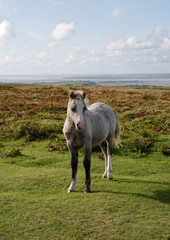 Wild welsh pony on the Gower Peninsula in Wales UK, cute horse