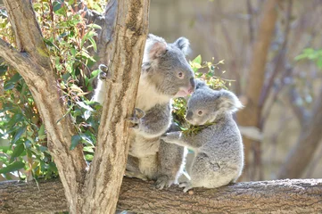Tafelkleed コアラの赤ちゃんと母親。親子のコンセプト。 © lastpresent