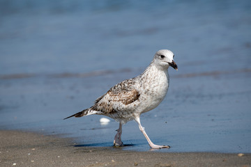 Detailed portrait of   Yellow-legged gull (larus michahellis)