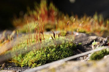 Brown stalks of blooming green moss on the background of canoes in early spring